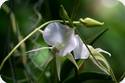 Angraecum longiscott